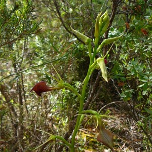 Slipper Orchid - Cryptostylis ovata 