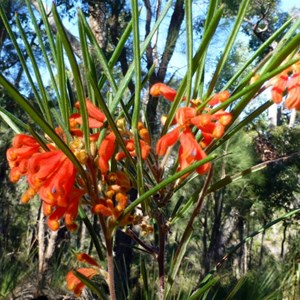 Grevillea bronwenae 