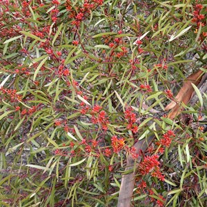 Narrow leaved red mallee