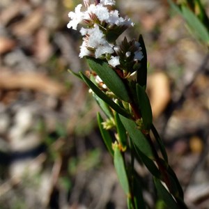 Coast Beard-heath