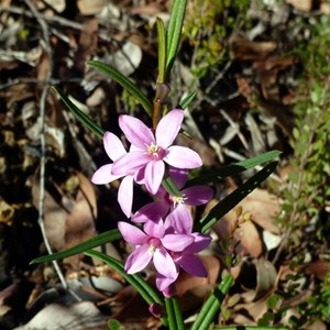 Crowea angustifolia