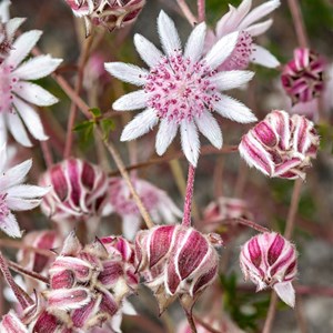 Actinothus forsythii