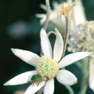 flannel flower