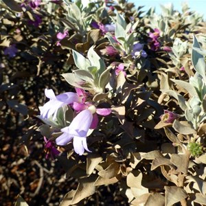 Eremophila tietkensii