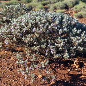 Eremophila tietkensii