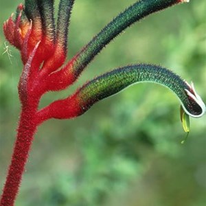 green and red kangaroo paw