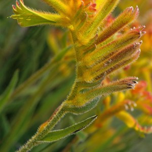 Kangaroo Paw