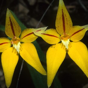 Cowslip orchid Caladenia flava