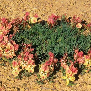 Wreath Flower
