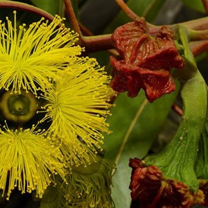 Eucalyptus erythrocorys