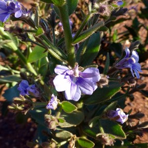 Goodenia stobbsiana