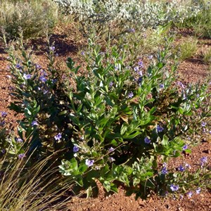 Goodenia stobbsiana