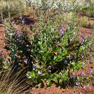 Goodenia stobbsiana