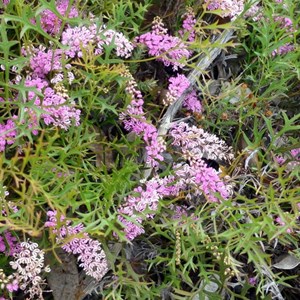 Grevillea leptobotrys