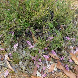 Grevillea leptobotrys