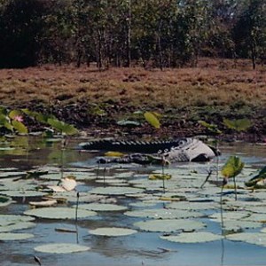 Croc Mary River